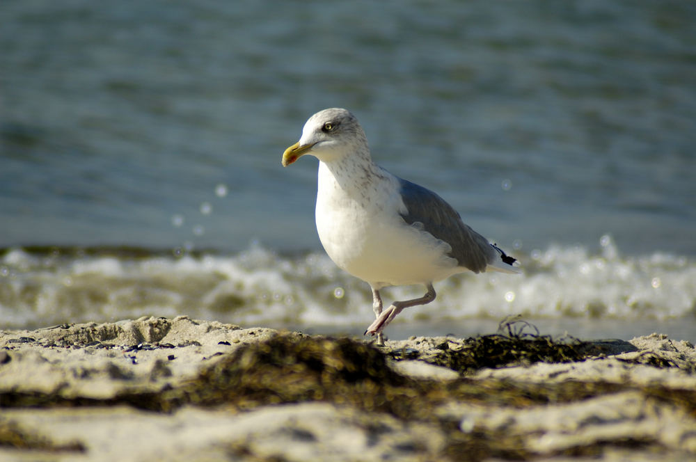 Strandläufer