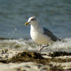 Strandläufer