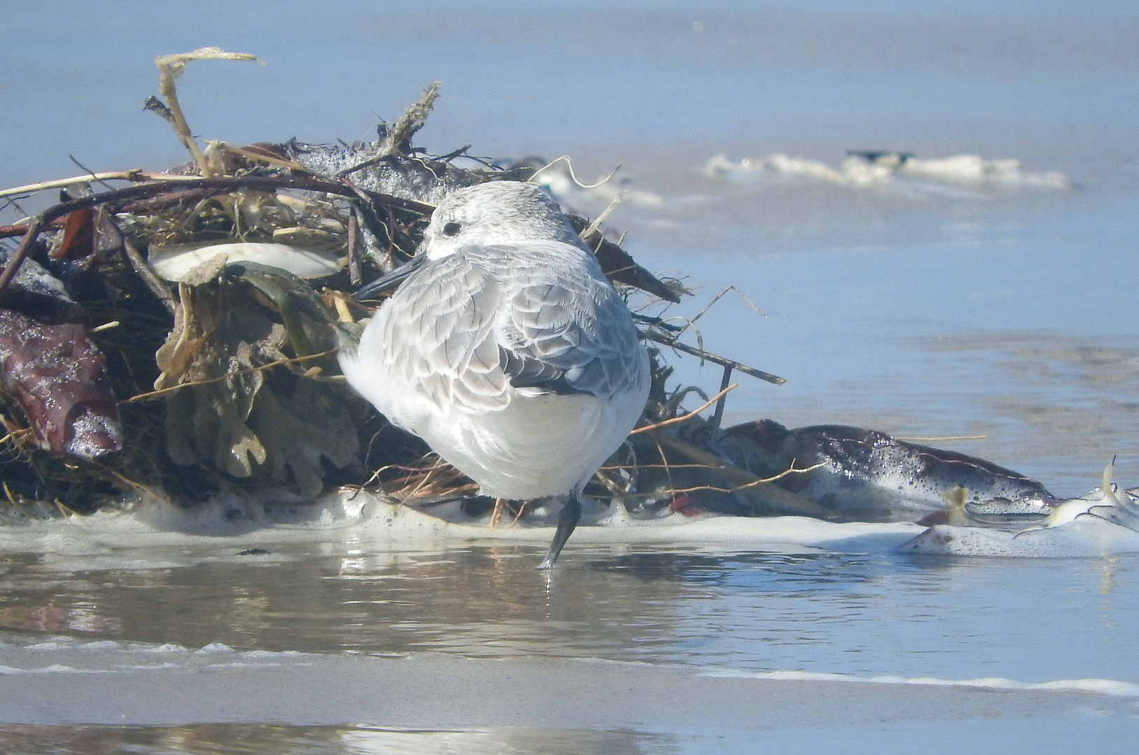 Strandläufer