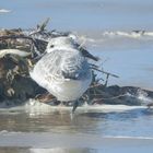 Strandläufer