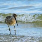 Strandläufer...