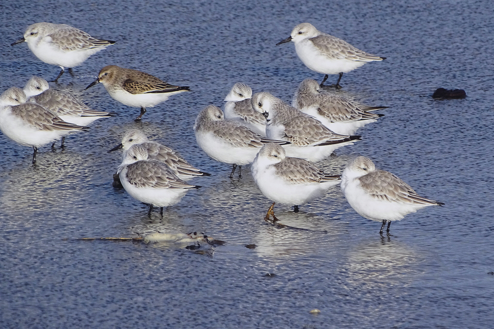 Strandläufer