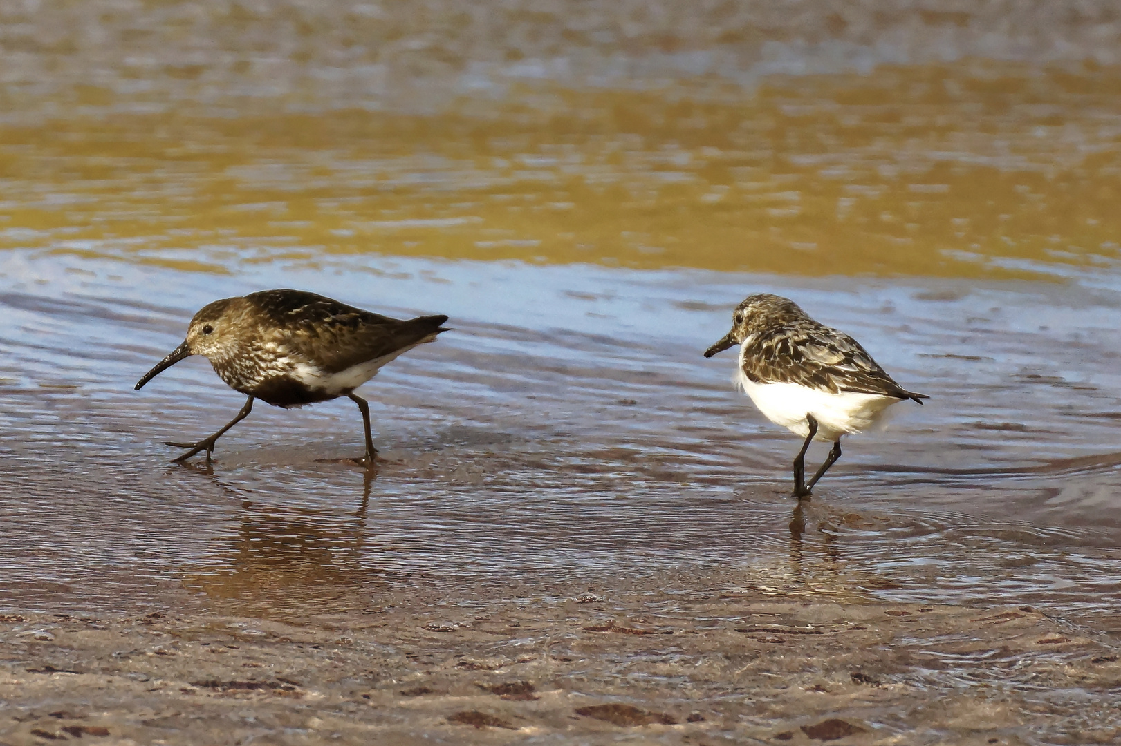 Strandläufer