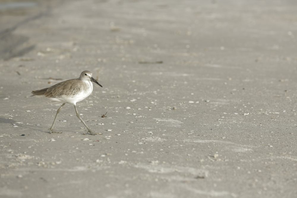 Strandläufer (?)