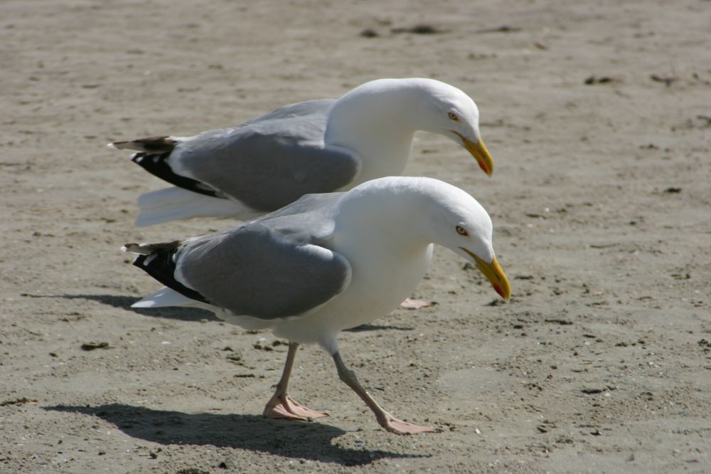 Strandläufer ...