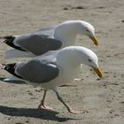 Strandläufer ...