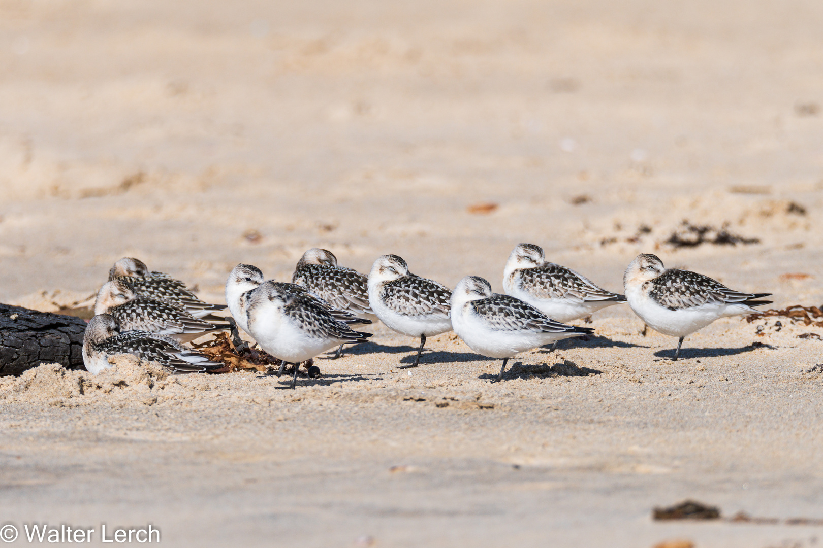 Strandläufer