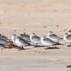 Strandläufer