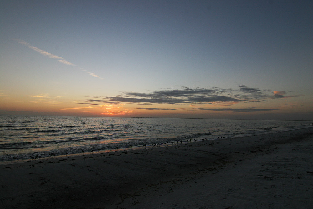 Strandläufer am Abend