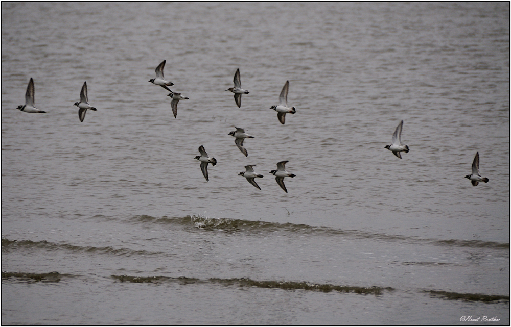 Strandläufer auf der Flucht.