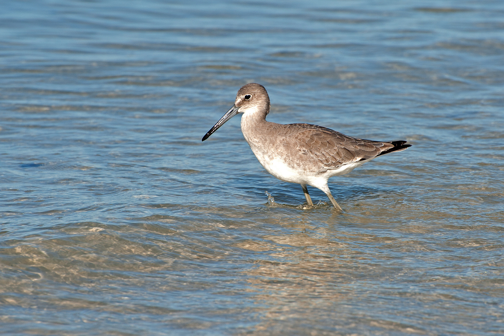 Strandläufer auf Futtersuche