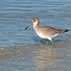 Strandläufer auf Futtersuche