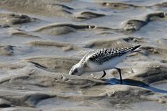 Strandläufer auf Futtersuche...