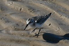 Strandläufer auf Futtersuche...