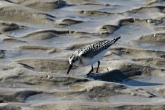 Strandläufer auf Futtersuche...