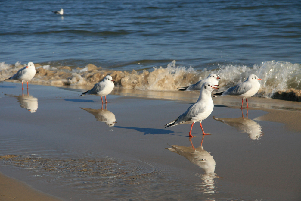 Strandläufer auf Usedom