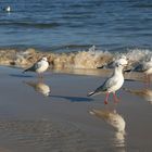 Strandläufer auf Usedom