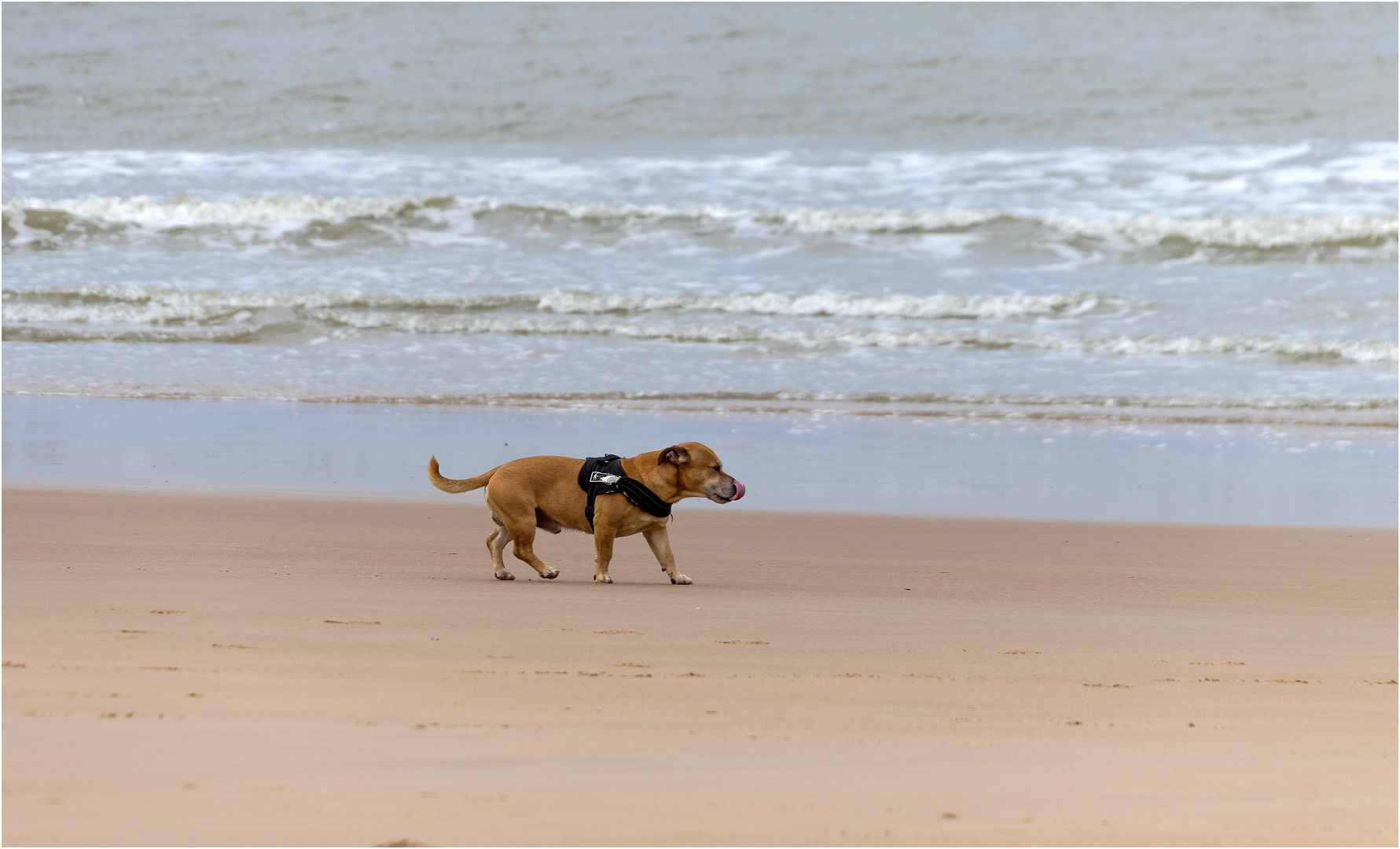 Strandläufer