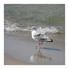 Strandläufer