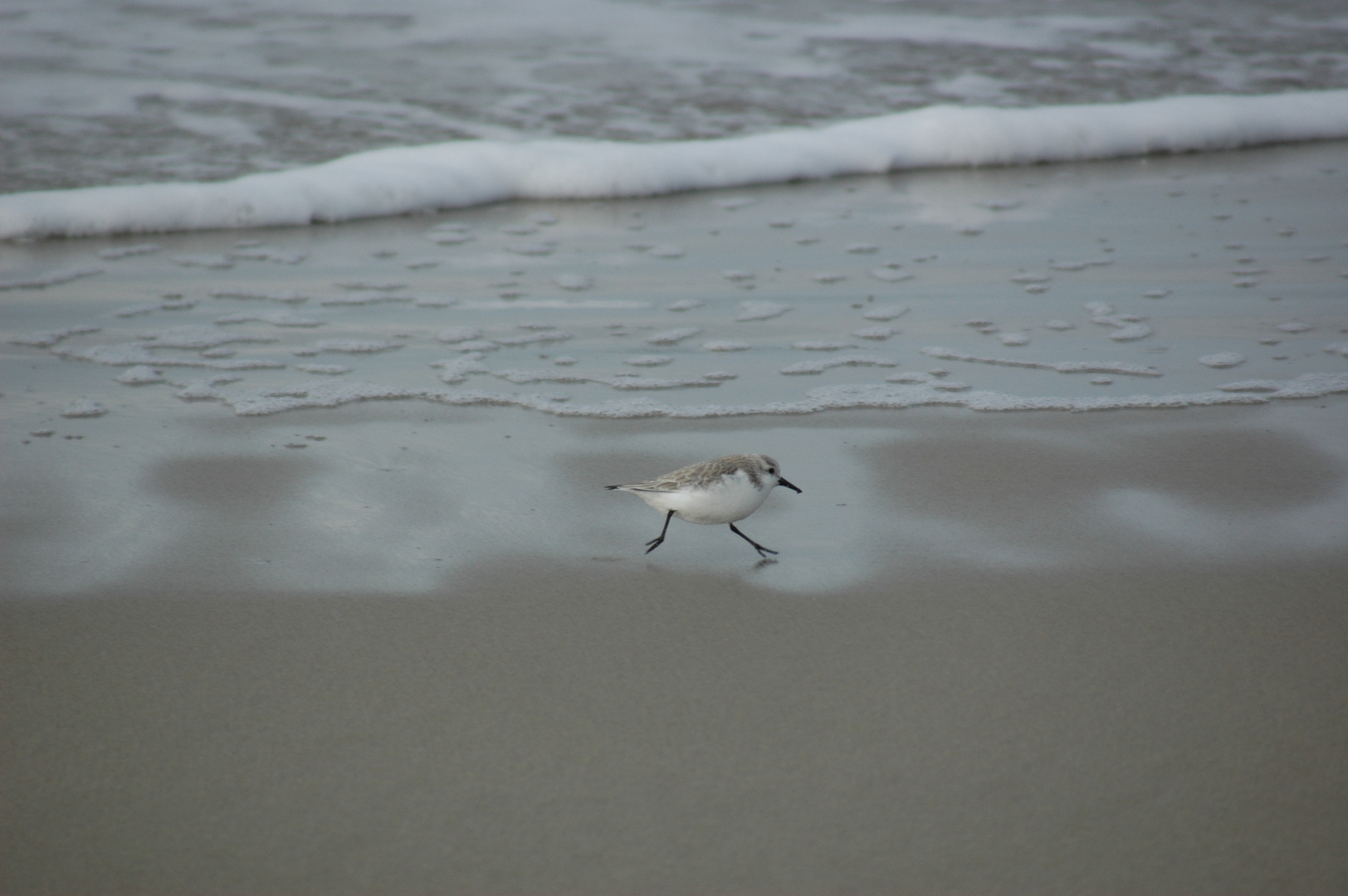 Strandläufer