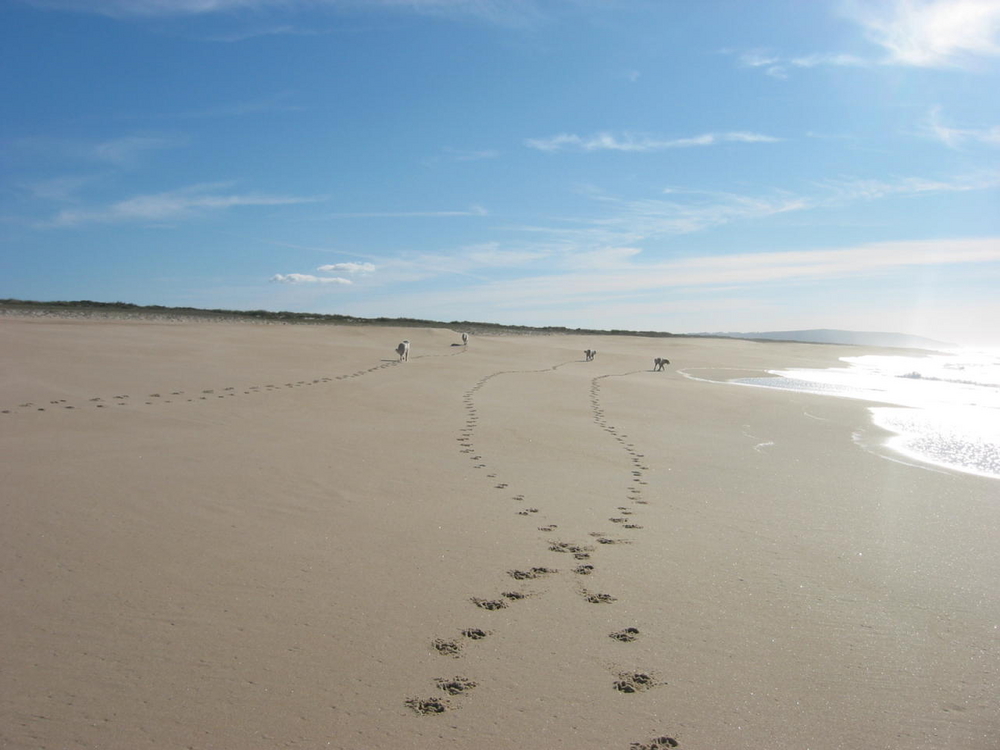 Strandläufer