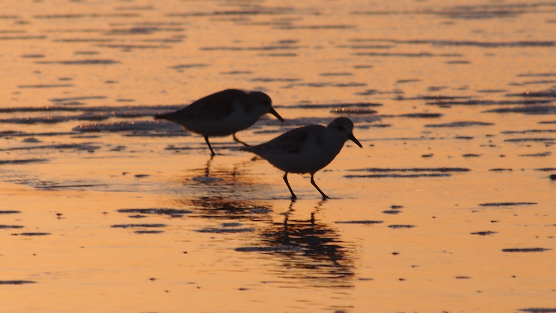 Strandläufer 