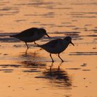 Strandläufer 