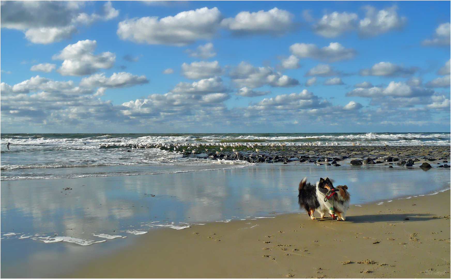 Strandläufer