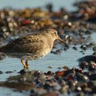 Strandläufer bei der Futtersuche