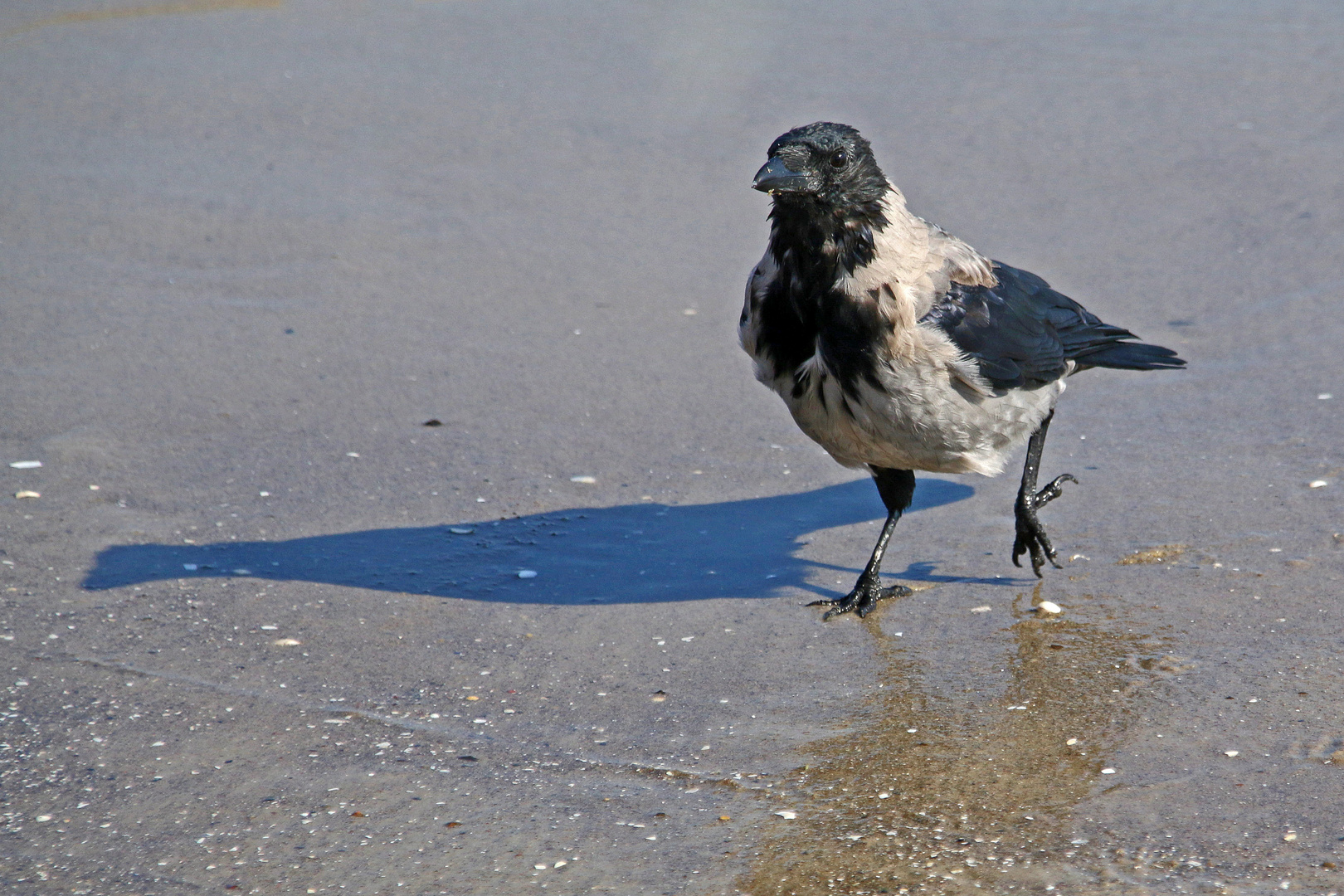 Strandläufer Foto & Bild tiere, wildlife, wild lebende vögel Bilder