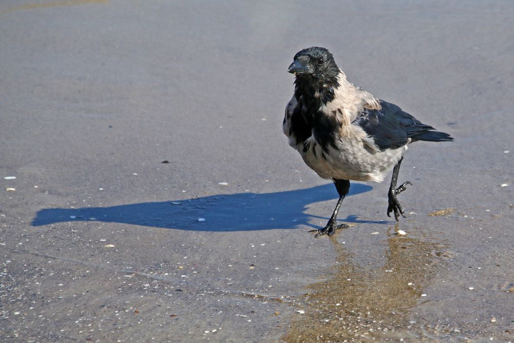 Strandläufer