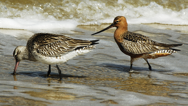 Strandläufer