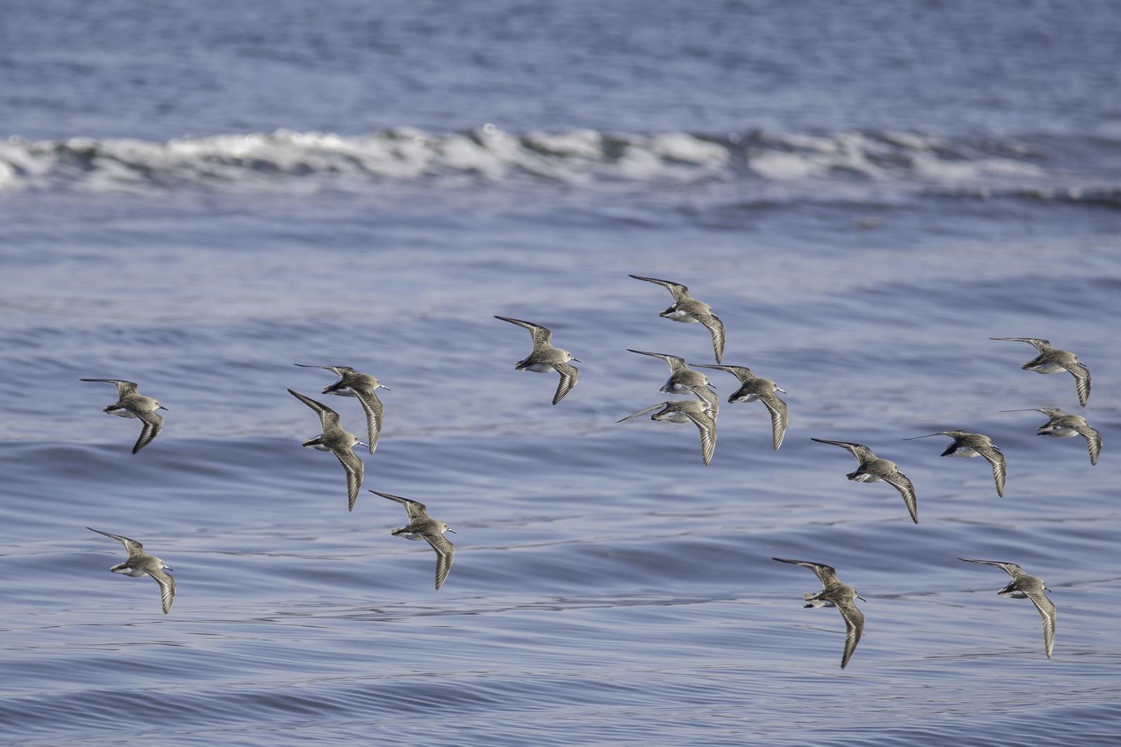 Strandläufer