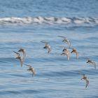 Strandläufer