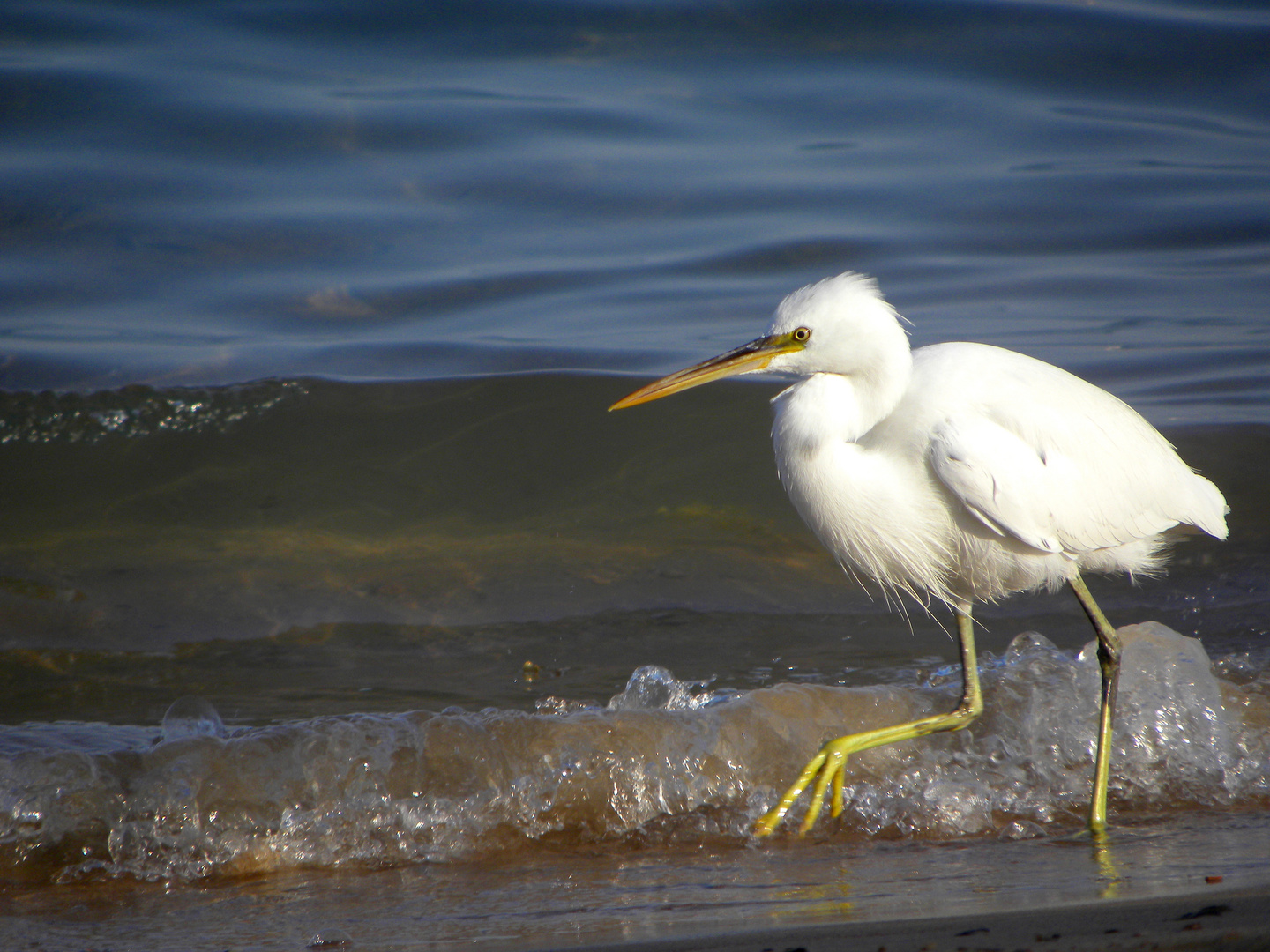 Strandläufer