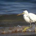 Strandläufer