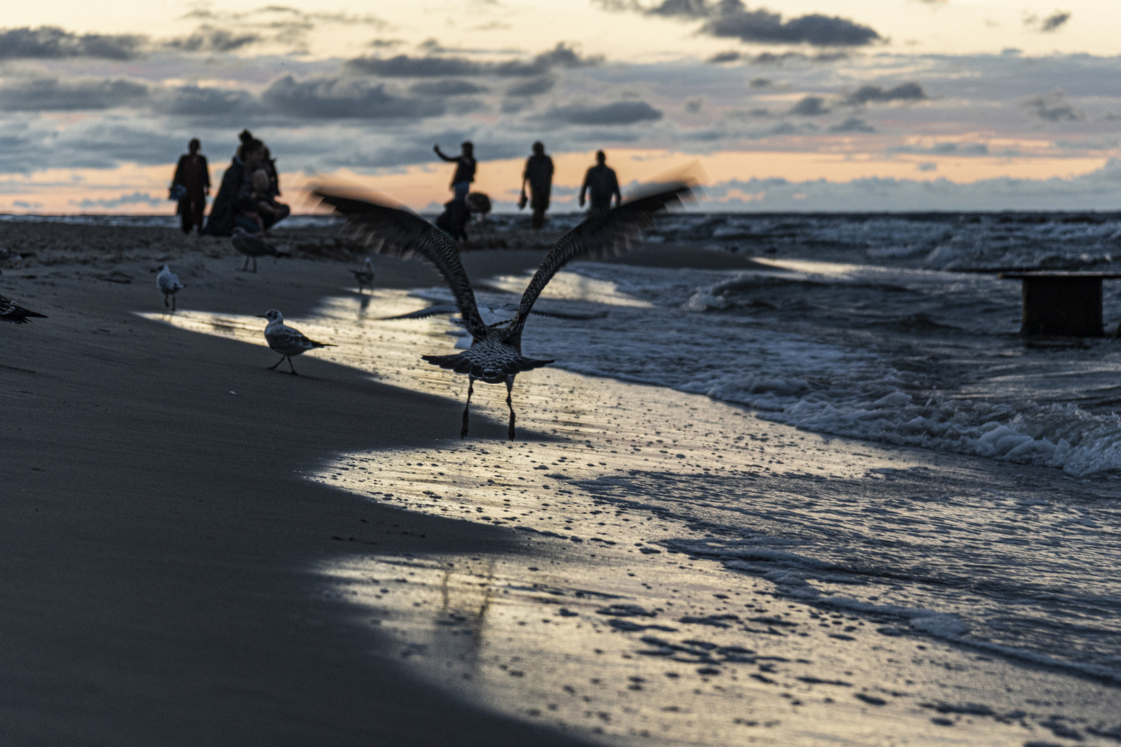 Strandläufer