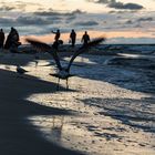 Strandläufer