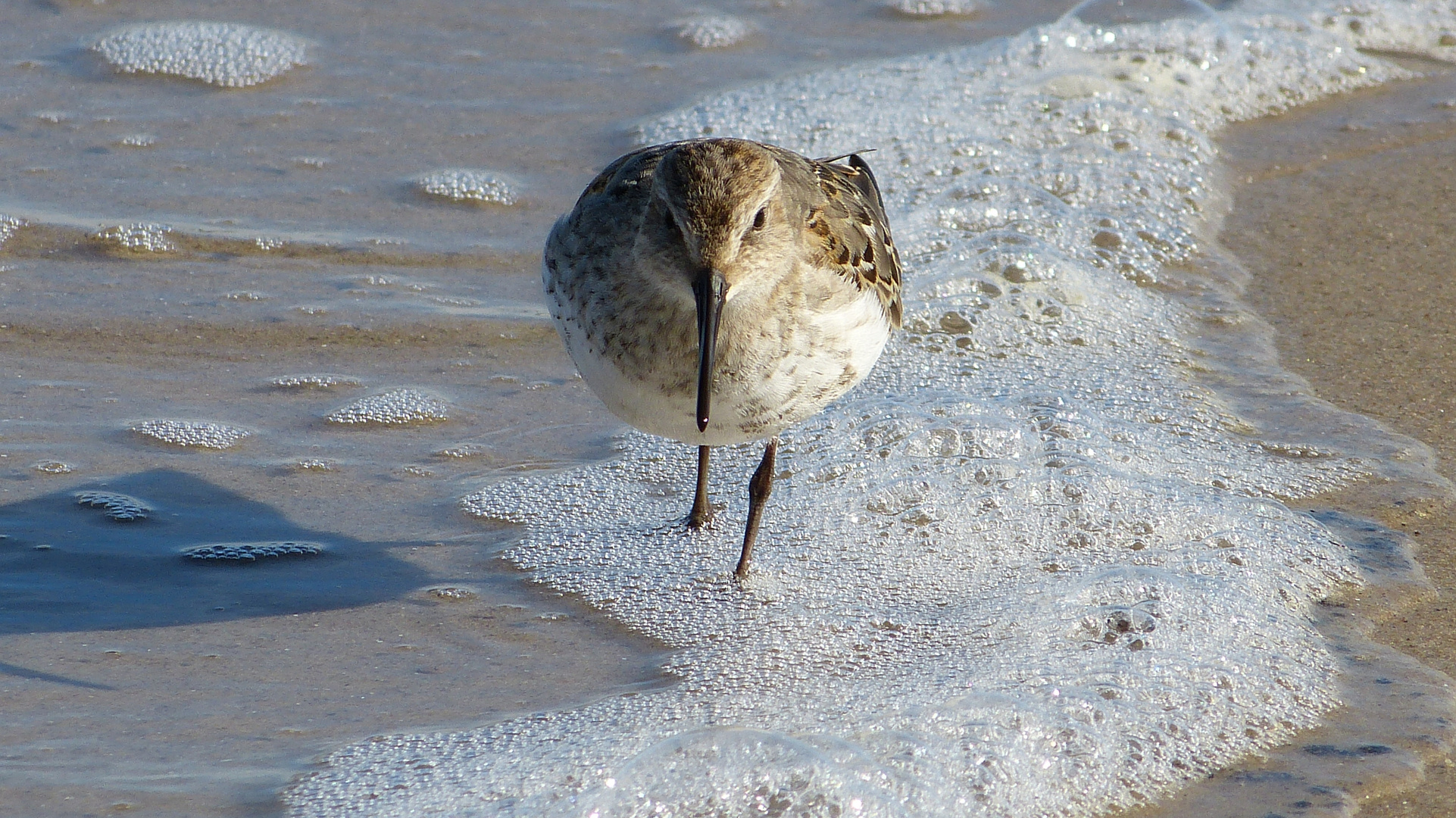 Strandläufer 