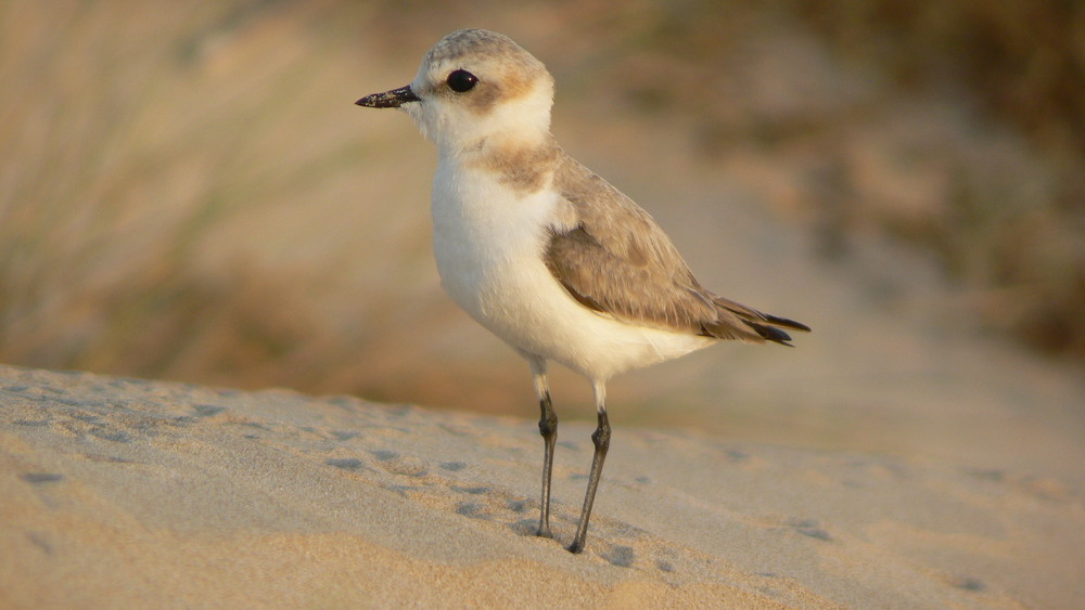 Strandläufer