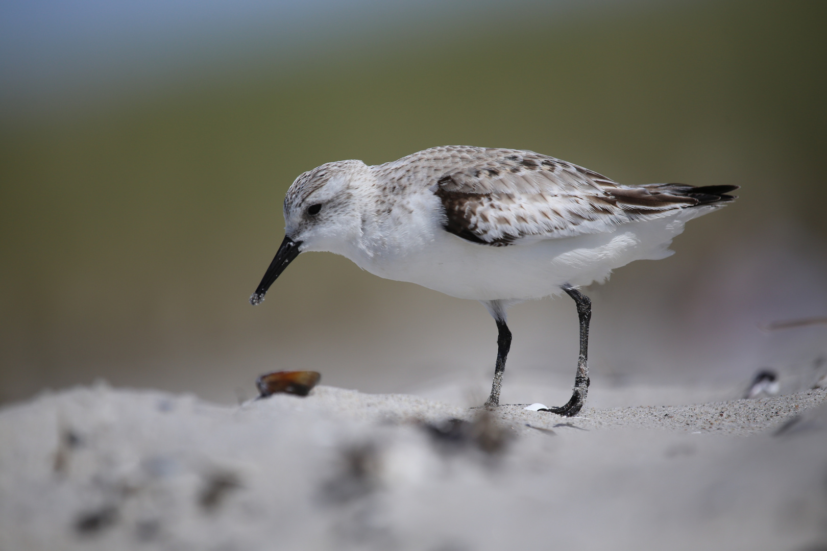 Strandläufer