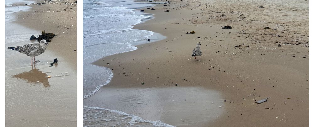 "Strandläufer"