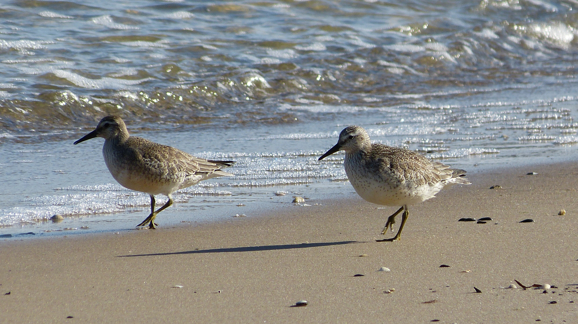 Strandläufer 