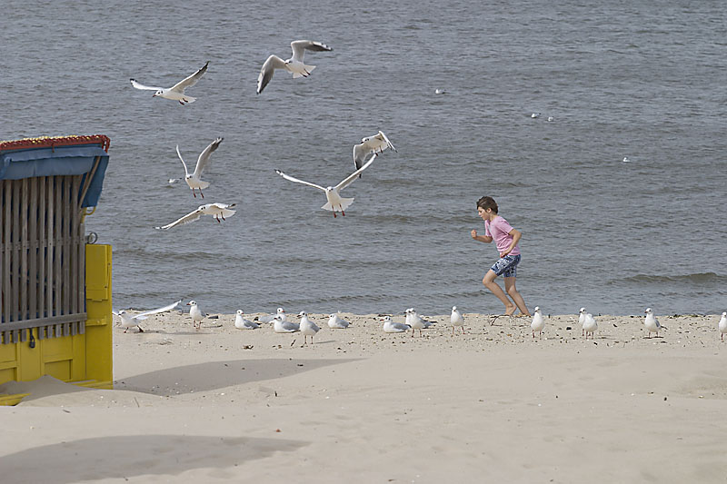 Strandläufer