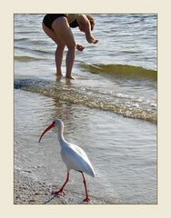 Strandläufer...