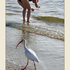 Strandläufer...