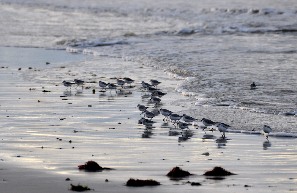 Strandläufer .....