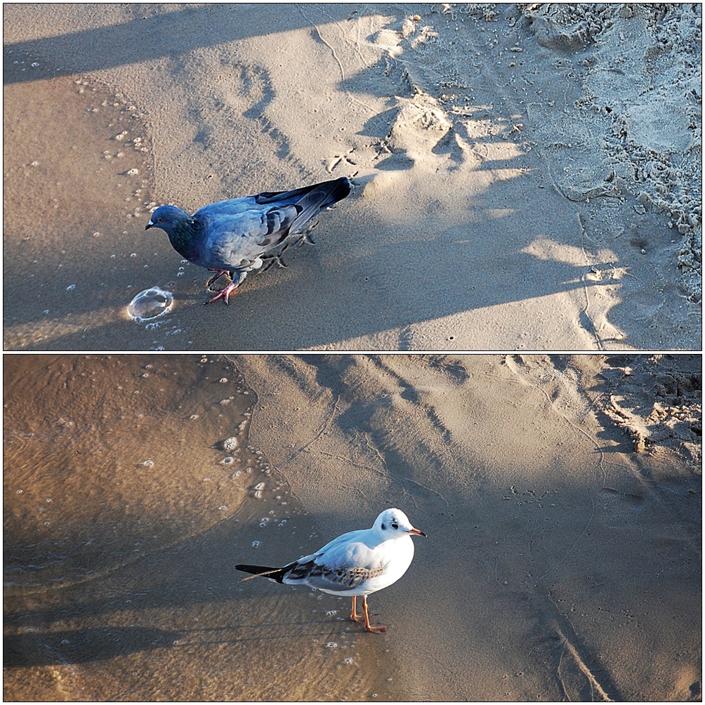 Strandläufer