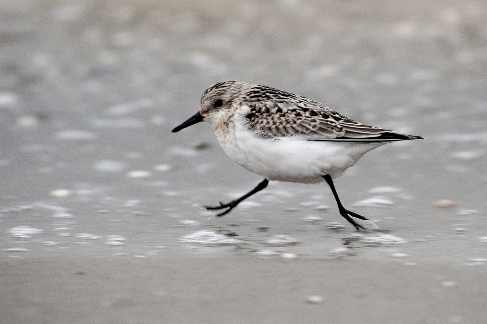 Strandläufer