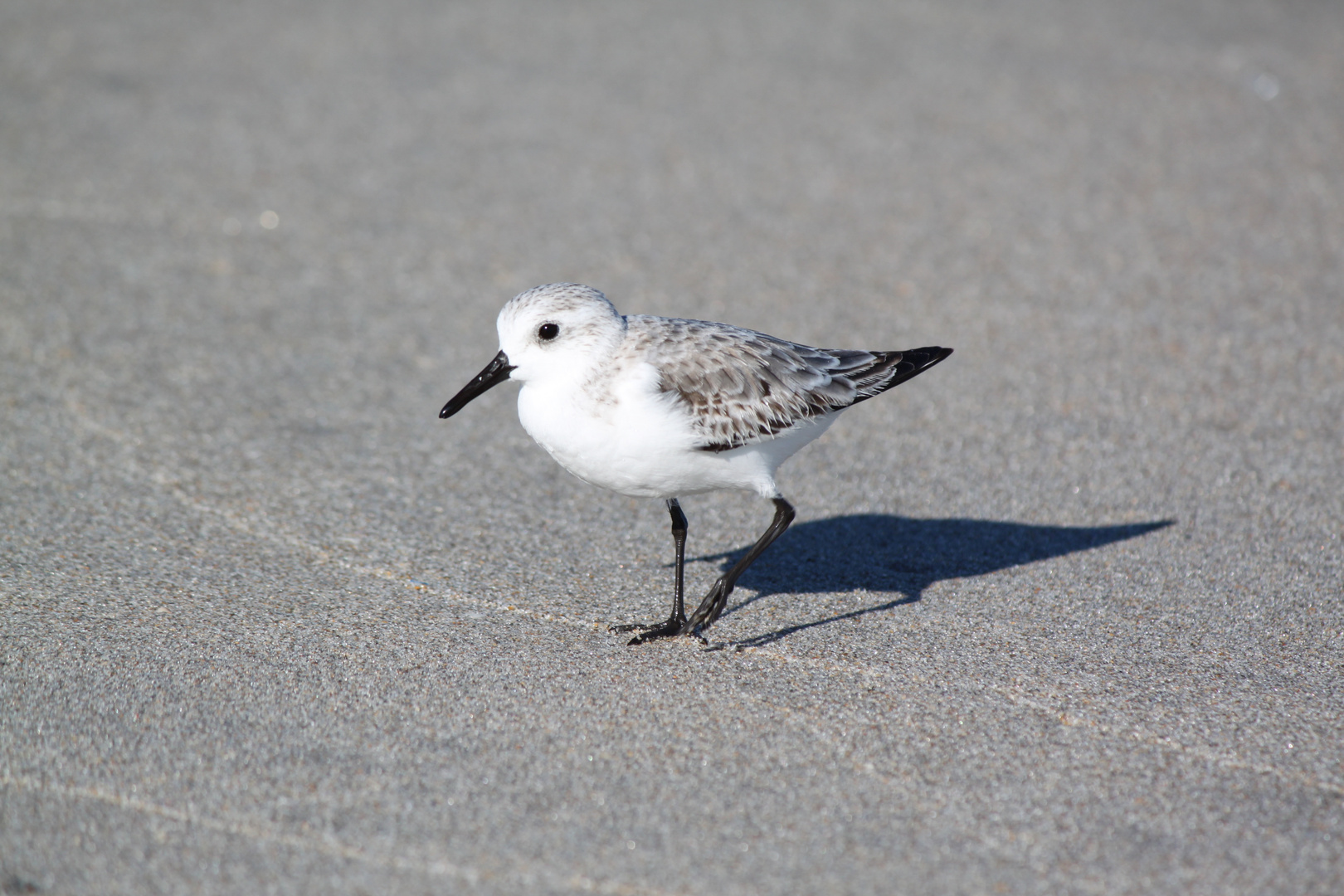 Strandläufer